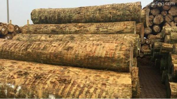 劃重點！你想知道的原木進(jìn)口報關(guān)流程都在這里！