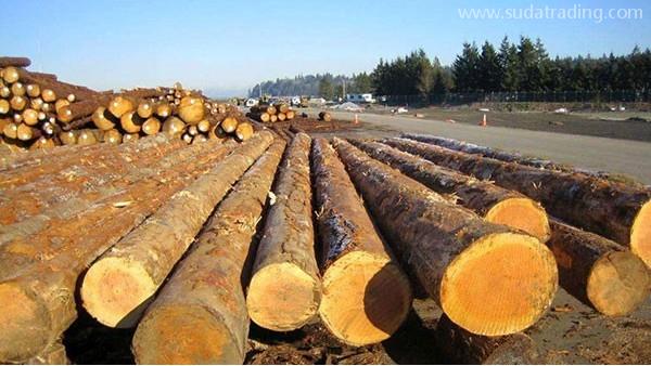 木材進(jìn)口報(bào)關(guān)報(bào)檢所需單證都有哪些？東莞進(jìn)口報(bào)關(guān)公司解析