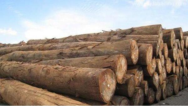 木材進(jìn)口報(bào)關(guān)流程、樹(shù)種知識(shí)大全，值得收藏！