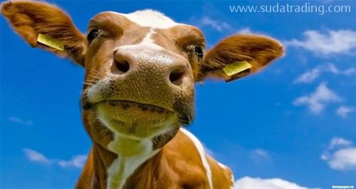 進(jìn)口牛肉怎樣規(guī)范申報(bào)？