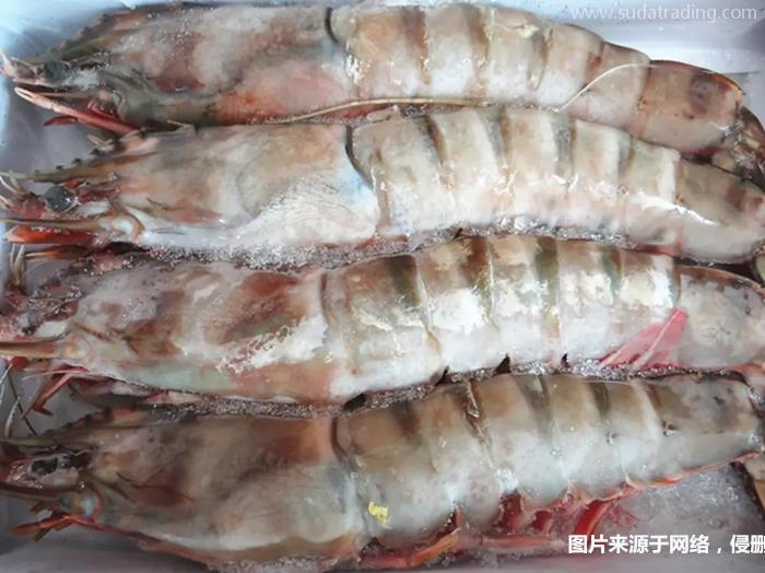 冷凍去頭明對蝦進口報關(guān)的注意事項有這3點 冷凍去頭明對蝦進口報關(guān)的注意事項有這3點