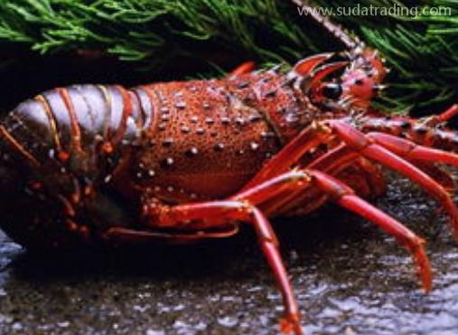 進(jìn)口澳洲龍蝦報(bào)關(guān)手續(xù)及流程 進(jìn)口澳洲龍蝦報(bào)關(guān)手續(xù)及流程