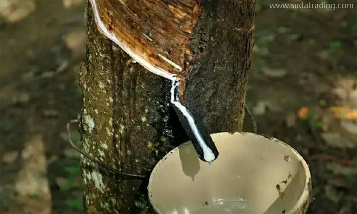 泰國(guó)天然乳膠報(bào)關(guān)公司專(zhuān)業(yè)處理天然乳膠通關(guān) 泰國(guó)天然乳膠報(bào)關(guān)公司專(zhuān)業(yè)處理天然乳膠通關(guān)