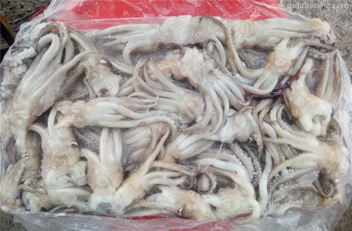 冷凍魷魚進(jìn)口報關(guān)的注意事項以及流程手續(xù) 冷凍魷魚進(jìn)口報關(guān)的注意事項以及流程手續(xù)