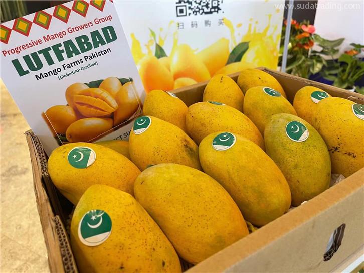 進(jìn)口菲律賓芒果報(bào)關(guān)公司:芒果報(bào)關(guān)公司 進(jìn)口菲律賓芒果報(bào)關(guān)公司:芒果報(bào)關(guān)公司