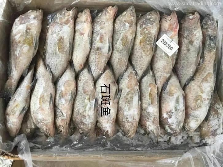 石斑魚機(jī)場進(jìn)口報(bào)關(guān)公司 石斑魚機(jī)場進(jìn)口報(bào)關(guān)公司