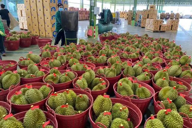 進口越南榴蓮報關代理越南榴蓮允許準入啦! 進口越南榴蓮報關代理越南榴蓮允許準入啦!