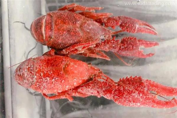 進口冷凍龍蝦報關(guān)代理操作流程手續(xù) 進口冷凍龍蝦報關(guān)代理操作流程手續(xù)