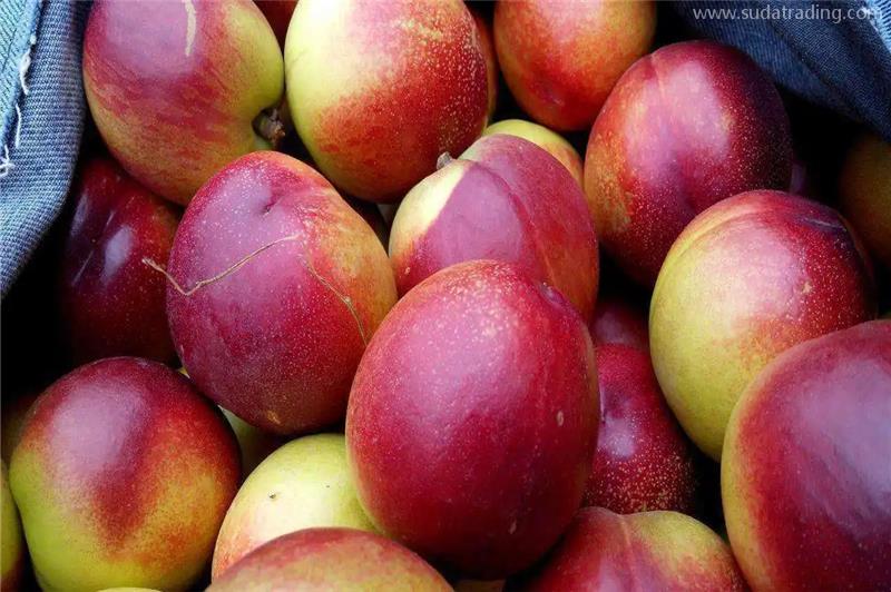 廣州進(jìn)口澳洲水果報(bào)關(guān)的流程手續(xù)有這4大步 廣州進(jìn)口澳洲水果報(bào)關(guān)的流程手續(xù)有這4大步