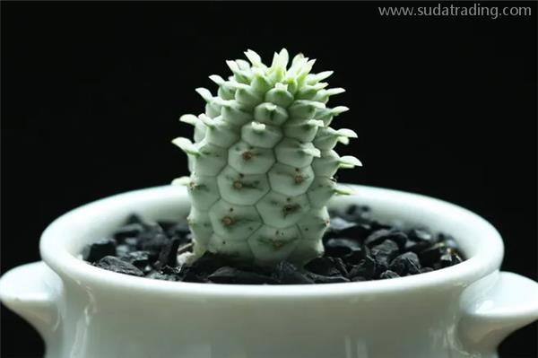 機場進(jìn)口植物報關(guān)代理的流程以及關(guān)稅 機場進(jìn)口植物報關(guān)代理的流程以及關(guān)稅