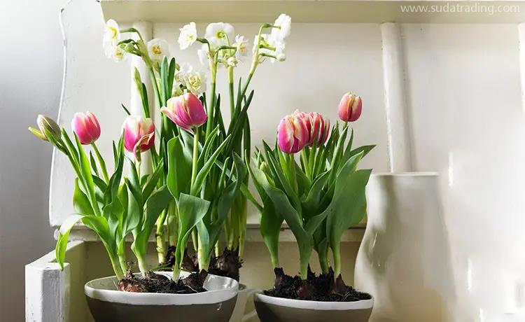 廣州機場進口染料報關手續(xù)和清關流程【進口指南】