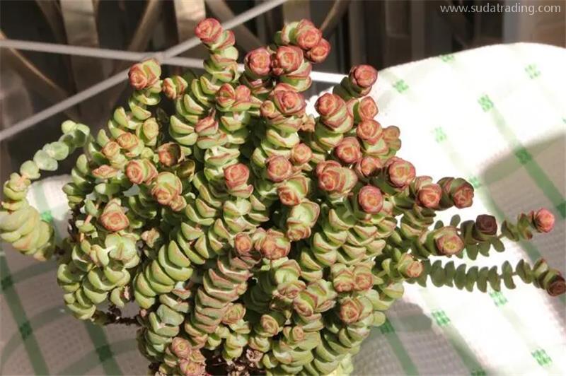 天津植物進(jìn)口清關(guān)報(bào)關(guān)注意事項(xiàng) 天津植物進(jìn)口清關(guān)報(bào)關(guān)注意事項(xiàng)