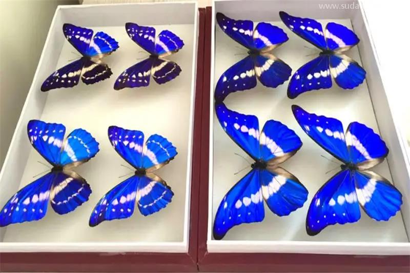 蝴蝶標(biāo)本進(jìn)口報(bào)關(guān)代理的流程資料 蝴蝶標(biāo)本進(jìn)口報(bào)關(guān)代理的流程資料