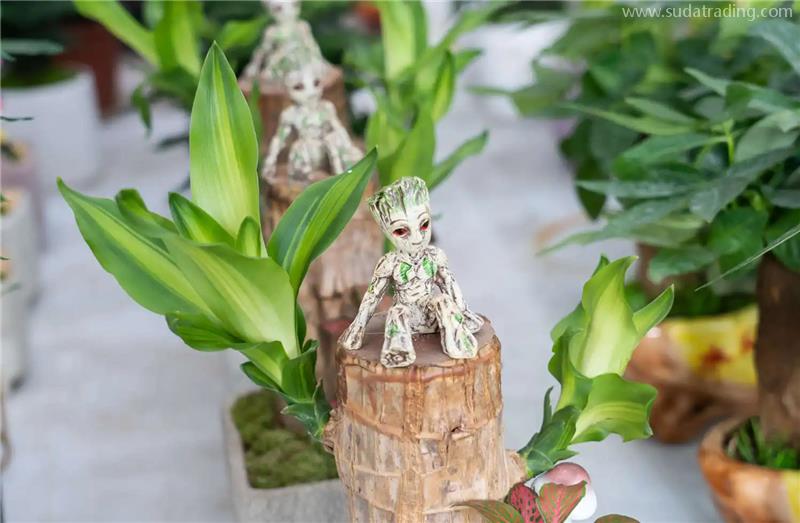 印尼進(jìn)口巴西木報(bào)關(guān)的流程以及資料，秒懂!