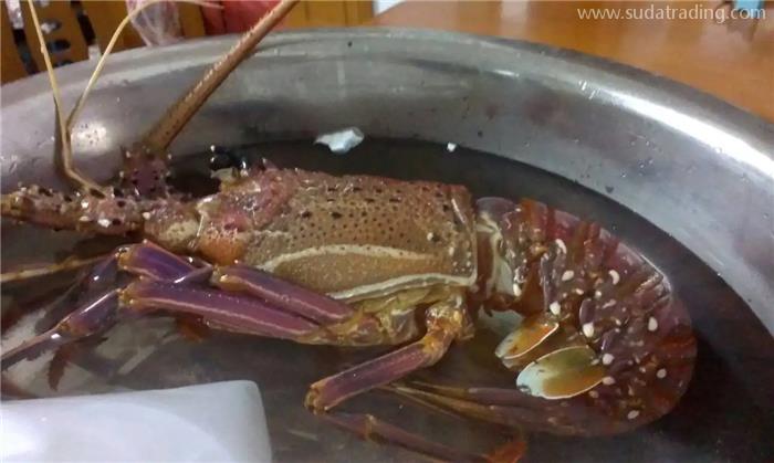 進口冷凍澳洲龍蝦報關(guān)國外要提供什么單證資料？