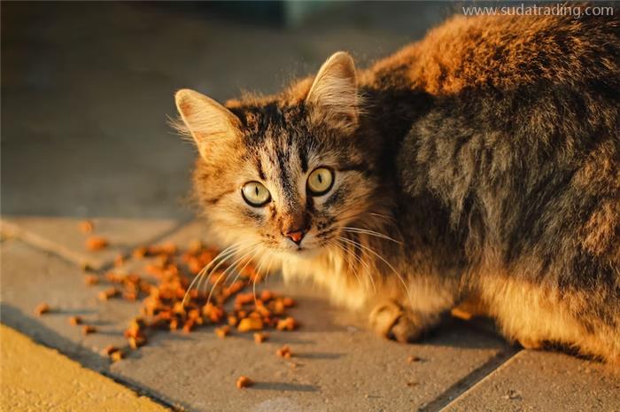 進口貓狗糧辦理報關(guān)手續(xù)貓狗糧食準入要求 進口貓狗糧辦理報關(guān)手續(xù)貓狗糧食準入要求