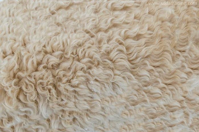 進(jìn)口澳大利亞羊毛清關(guān)所需提供的資料羊毛進(jìn)口流程 進(jìn)口澳大利亞羊毛清關(guān)所需提供的資料羊毛進(jìn)口流程