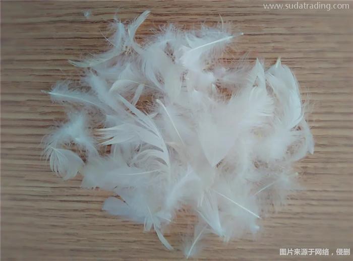 水洗白鴨毛進(jìn)口報(bào)關(guān)的流程以及進(jìn)口所需資料 水洗白鴨毛進(jìn)口報(bào)關(guān)的流程以及進(jìn)口所需資料