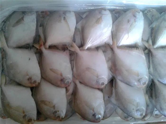 1分鐘解讀關(guān)于冷凍白鯧魚進(jìn)口報(bào)關(guān)的6點(diǎn)流程 1分鐘解讀關(guān)于冷凍白鯧魚進(jìn)口報(bào)關(guān)的6點(diǎn)流程