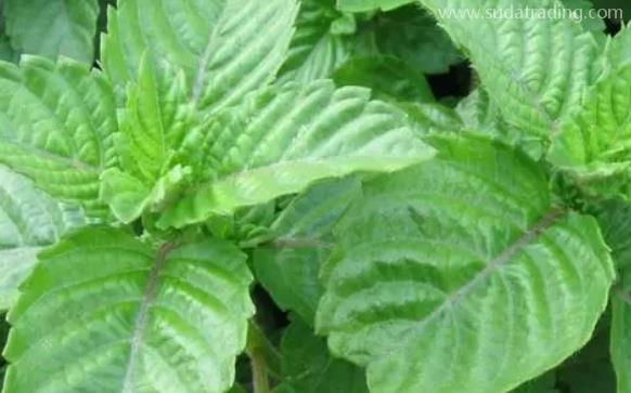 越南涼粉草進(jìn)口報(bào)關(guān)單證資料及流程話(huà)你知