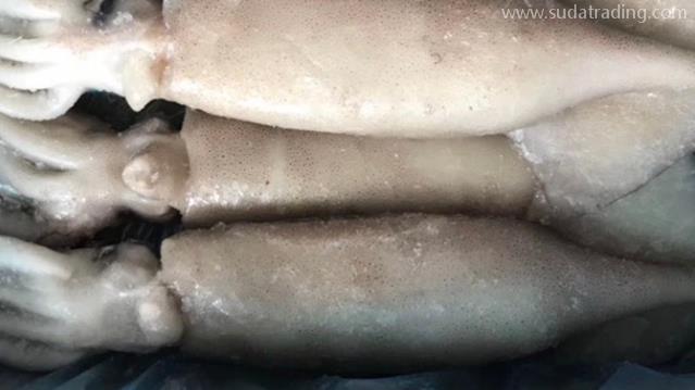 俄羅斯冷凍魷魚(yú)進(jìn)口報(bào)關(guān)流程分享
