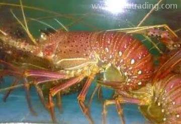 鮮活水產(chǎn)如何進(jìn)口？