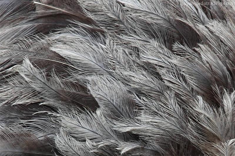 鴕鳥毛進(jìn)口廣西清關(guān)代理流程以及進(jìn)口鴕鳥毛資料 鴕鳥毛進(jìn)口廣西清關(guān)代理流程以及進(jìn)口鴕鳥毛資料