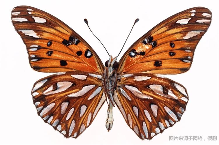 昆蟲(chóng)標(biāo)本進(jìn)口清關(guān)費(fèi)用進(jìn)口昆蟲(chóng)標(biāo)本清關(guān)注意事項(xiàng) 昆蟲(chóng)標(biāo)本進(jìn)口清關(guān)費(fèi)用進(jìn)口昆蟲(chóng)標(biāo)本清關(guān)注意事項(xiàng)