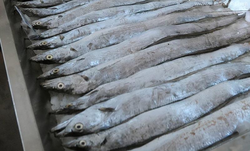 印度進口凍帶魚報關(guān)的具體流程手續(xù) 印度進口凍帶魚報關(guān)的具體流程手續(xù)