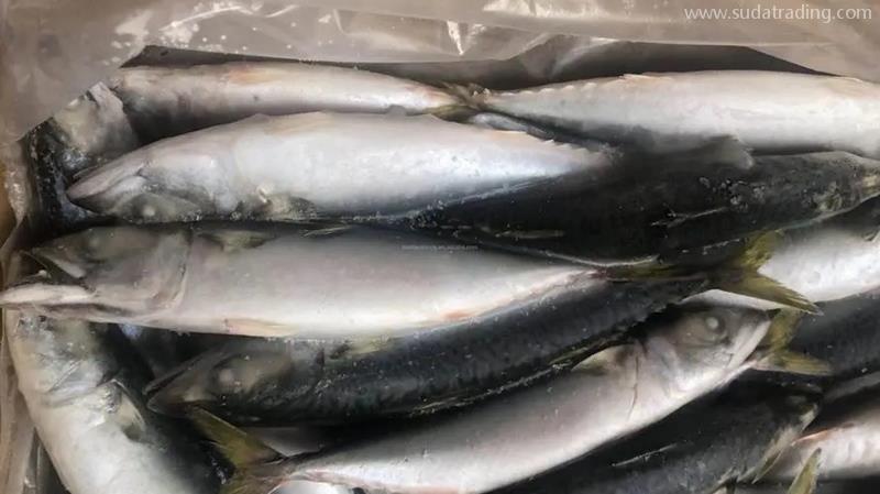 冷凍魚進口報關(guān)流程進口冷凍魚到國內(nèi)報關(guān)的注意事項 冷凍魚進口報關(guān)流程進口冷凍魚到國內(nèi)報關(guān)的注意事項