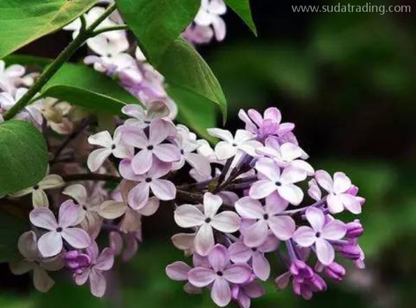 丁香進(jìn)口報關(guān)清關(guān)知識 丁香進(jìn)口報關(guān)清關(guān)知識