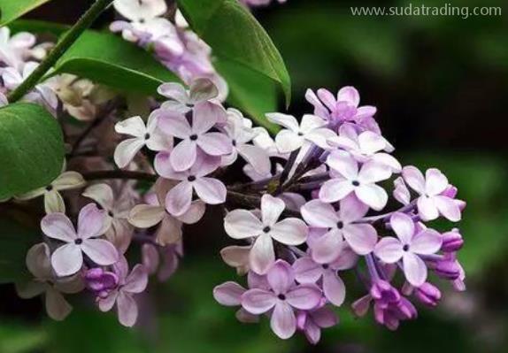 丁香進(jìn)口報(bào)關(guān)清關(guān)手續(xù)流程 丁香進(jìn)口報(bào)關(guān)清關(guān)手續(xù)流程