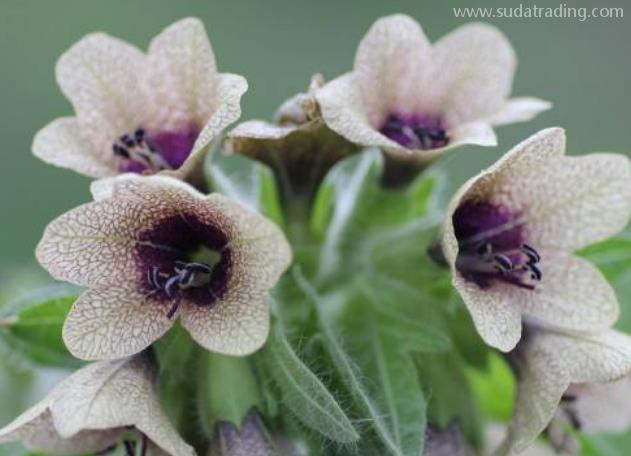 天仙子進口報關清關流程