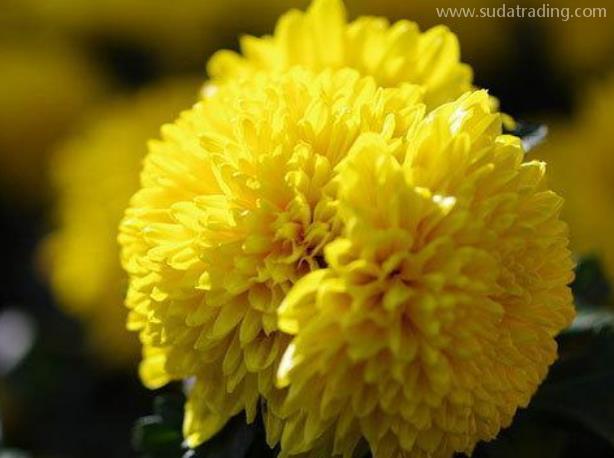 帶你了解菊花進口報關清關之旅