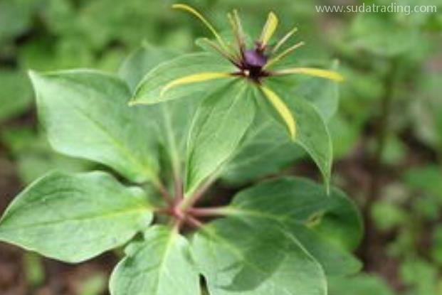 重樓進(jìn)口報(bào)關(guān)清關(guān)流程 重樓進(jìn)口報(bào)關(guān)清關(guān)流程