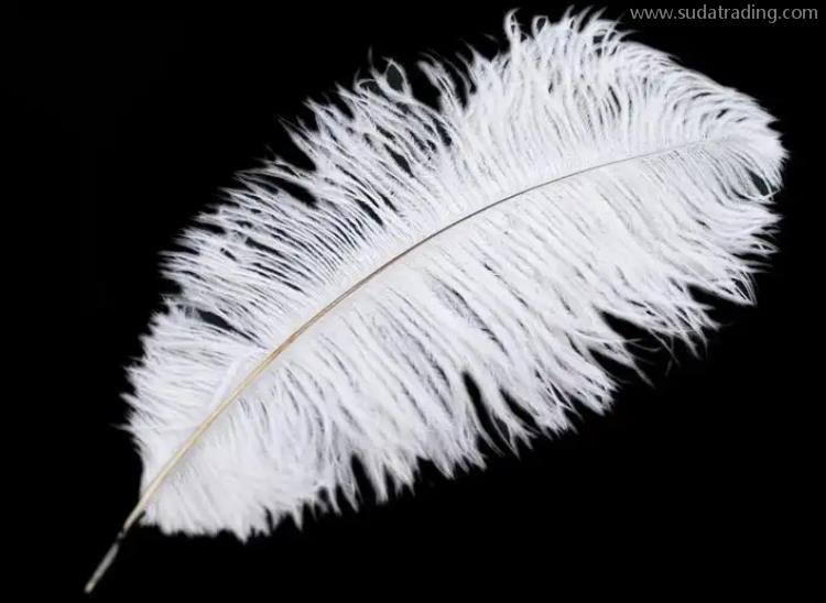 鴕鳥毛進口報關(guān)清關(guān)流程小課堂 鴕鳥毛進口報關(guān)清關(guān)流程小課堂