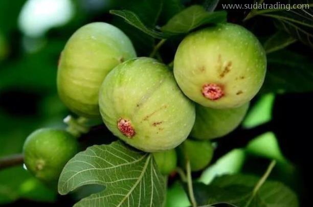 無花果進(jìn)口報(bào)關(guān)清關(guān)流程 無花果進(jìn)口報(bào)關(guān)清關(guān)流程