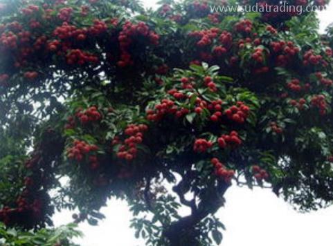 荔枝樹(shù)進(jìn)口申報(bào)要素及稅號(hào) 荔枝樹(shù)進(jìn)口申報(bào)要素及稅號(hào)