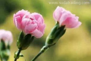 康乃馨進口報關清關流程詳解