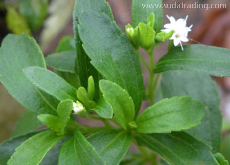 甜葉菊進(jìn)口規(guī)范申報(bào)流程步驟 甜葉菊進(jìn)口規(guī)范申報(bào)流程步驟