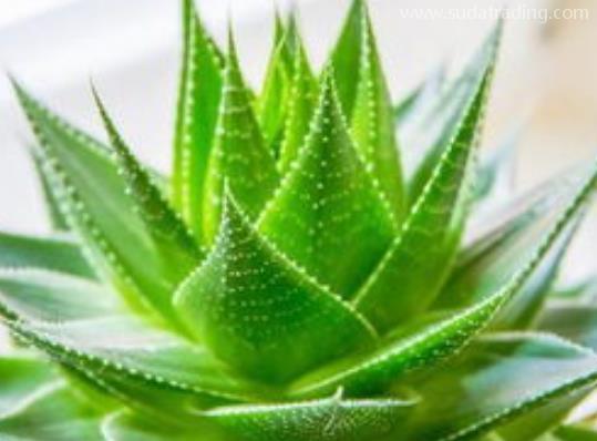 蘆薈進(jìn)口規(guī)范申報(bào)流程步驟 蘆薈進(jìn)口規(guī)范申報(bào)流程步驟