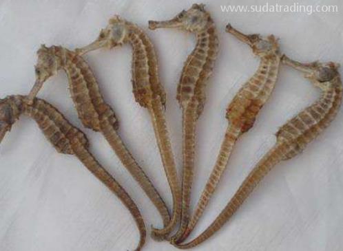 干海馬進口報關(guān)清關(guān)流程 干海馬進口報關(guān)清關(guān)流程