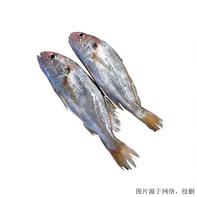 越南白姑魚(yú)進(jìn)口清關(guān)流程-19年廣州水產(chǎn)品進(jìn)口報(bào)關(guān)行 越南白姑魚(yú)進(jìn)口清關(guān)流程-19年廣州水產(chǎn)品進(jìn)口報(bào)關(guān)行