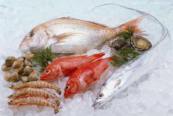 越南冷凍魚進(jìn)口清關(guān)資料海防港海運(yùn)水產(chǎn)品到深圳 越南冷凍魚進(jìn)口清關(guān)資料海防港海運(yùn)水產(chǎn)品到深圳