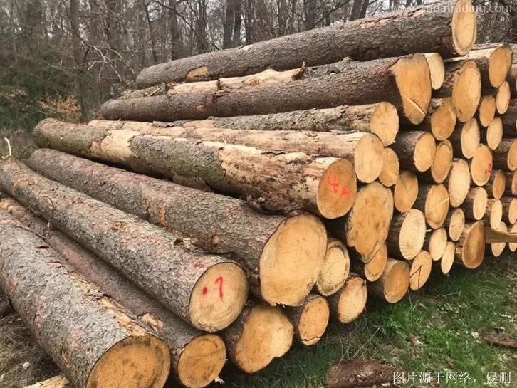 青島進口巴西原木報關流程,專業(yè)20年木材進口清關 青島進口巴西原木報關流程,專業(yè)20年木材進口清關