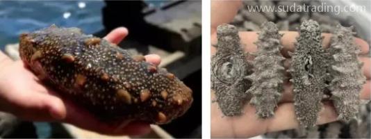 【進(jìn)口知識】海參物種及其進(jìn)口情況簡介 【進(jìn)口知識】海參物種及其進(jìn)口情況簡介