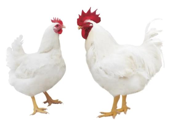 【進(jìn)口知識(shí)】帶你了解進(jìn)口雞類產(chǎn)品的世界 【進(jìn)口知識(shí)】帶你了解進(jìn)口雞類產(chǎn)品的世界