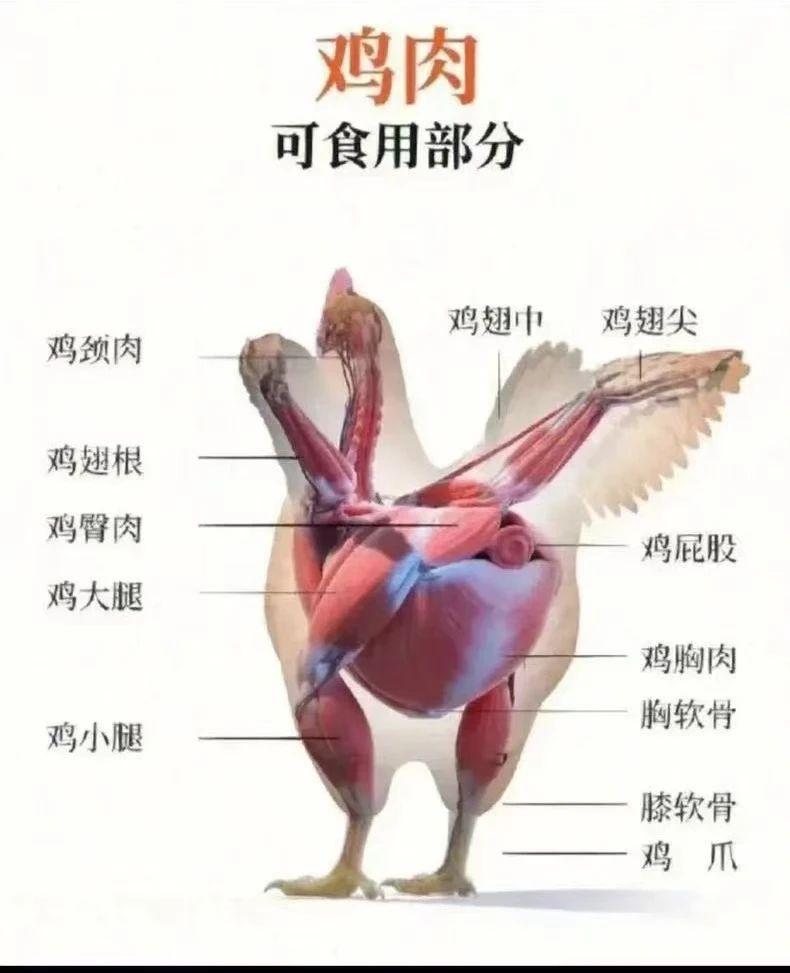 【進(jìn)口知識(shí)】帶你了解進(jìn)口雞類產(chǎn)品的世界 【進(jìn)口知識(shí)】帶你了解進(jìn)口雞類產(chǎn)品的世界